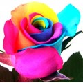 Tinted Roses - Rainbow (Ecuador) 60cm